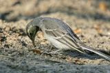 White wagtail (Motocilla alba) 