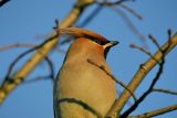 Bohemian Waxwing (Bombycilla garrulus)