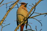 Bohemian Waxwing (Bombycilla garrulus)