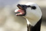 Bernacle Goose (Branta leucopsis)
