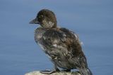 Common Goldeneye (Bucephala clangula)