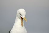 Lesser Black-backed Gull (Larus fuscus intermedius)