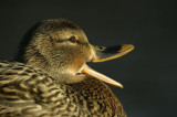 Mallard (Anas platyrhynchos)