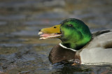 Mallard (Anas platyrhynchos)