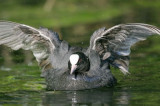 Eurasian Coot (Fulica atra)