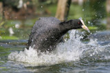 Eurasian Coot (Fulica atra)