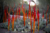Chihuly Exhibit @ The Phoenix Botanical Gardens