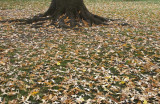 Fallen Leaves.jpg