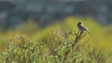 Common Reed Bunting (Svsparv)