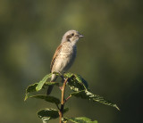 Red-backed Shrike (Trnskata)