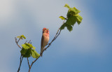 Common Rosefinch (Rosenfink)