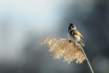 Common Reed Bunting (Svsparv)