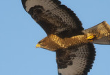 Common buzzard (Ormvrk)