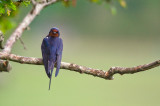 Barn swallow (Ladusvala)