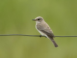 Spotted Flycatcher