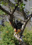 Batman_DSC0005lw.jpg