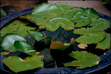 Samui_DSC0182c.jpg