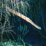 Trumpet Fish