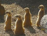 Meerkat Quartet