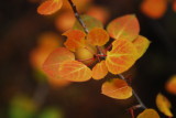 Aspen Leaves