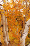 Aspen Trees