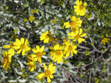 Arizona Vegetation