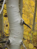 Textures of an Aspen