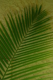 Palm Frond