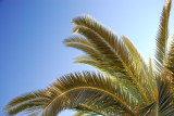 Palm Tree