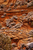 Patterns in Zion