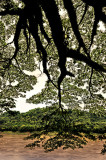 big tree and mekong river