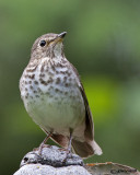 Swainsons Thrush