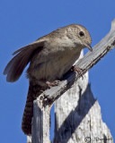 House Wren