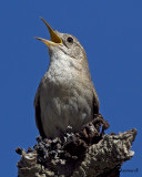 House Wren