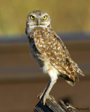 Burrowing Owl