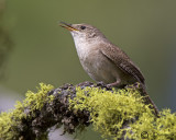 House Wren