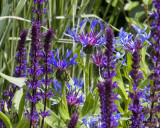 Centaurea and Salvia