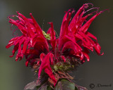 Bee Balm (Monarda sp)