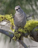 Townsends Solitaire (Myadestes)