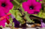 Rufous Hummingbird