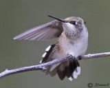Calliope Hummingbird