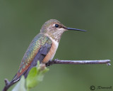 Rufous Hummingbird