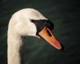 Mute Swan