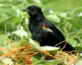 Red-winged Blackbird