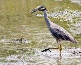 Yellow-crowned Night-Heron