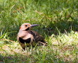 Northern Flicker