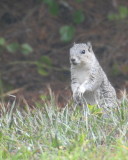 Endangered Delmarva Fox Squirrel