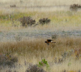 Northern Harrier - Juvenile
