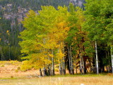 Aspens... Starting to Turn