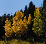 Glowing Aspen